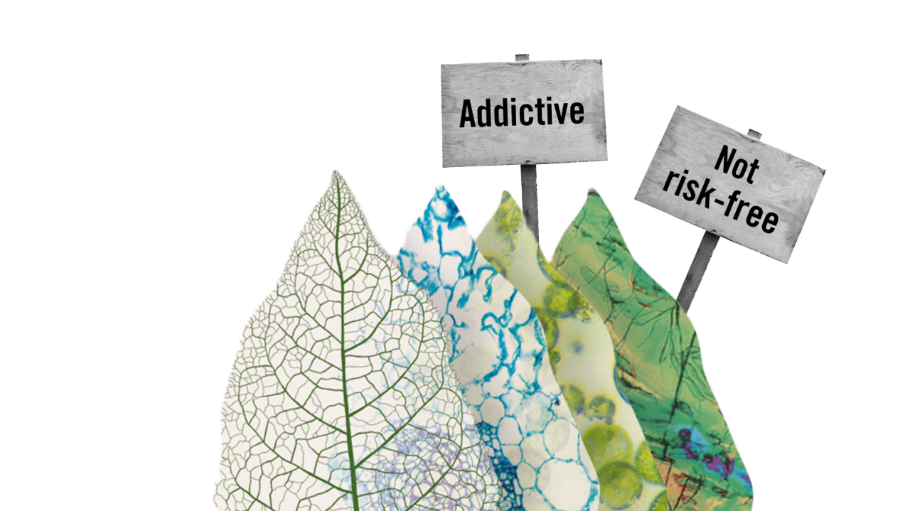 collage with nicotine leaves