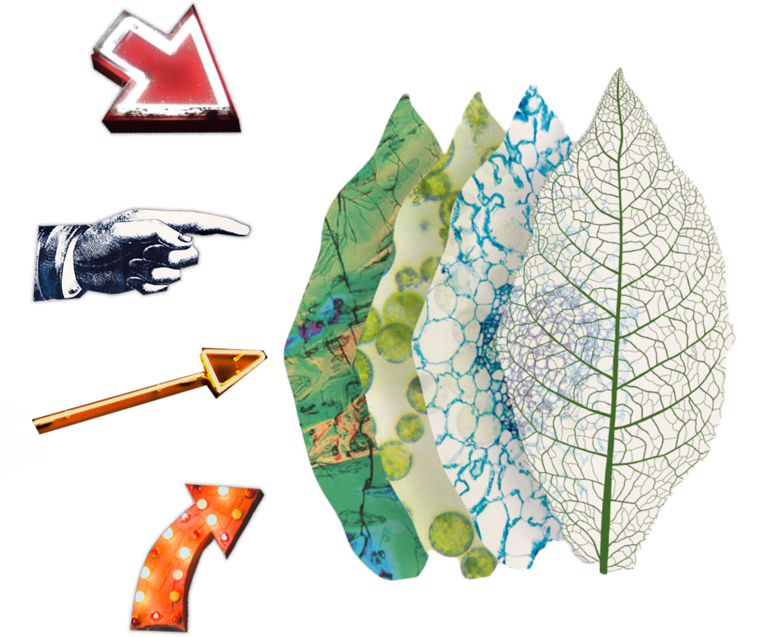 collage with arrows and leaves